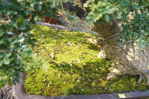 La liệt bonsai độc lạ giá cả cây vàng đại náo thị trường Tết 2018